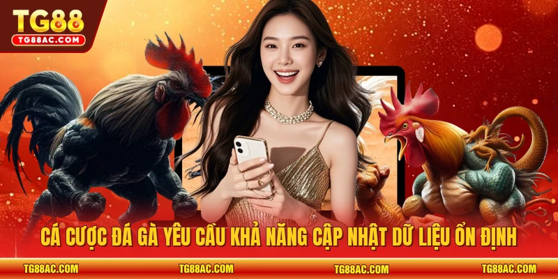Cá cược đá gà yêu cầu khả năng cập nhật dữ liệu ổn định